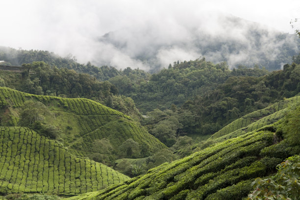 种植园,高山,茶树
