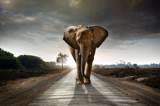 elephant