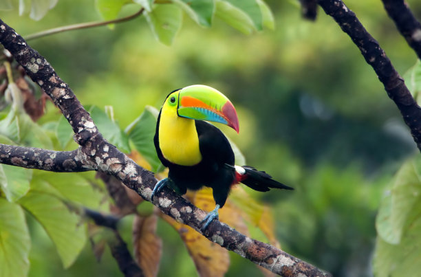 birds