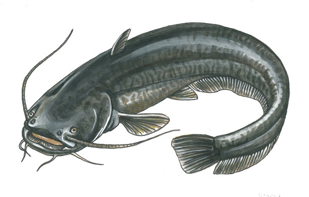 catfish