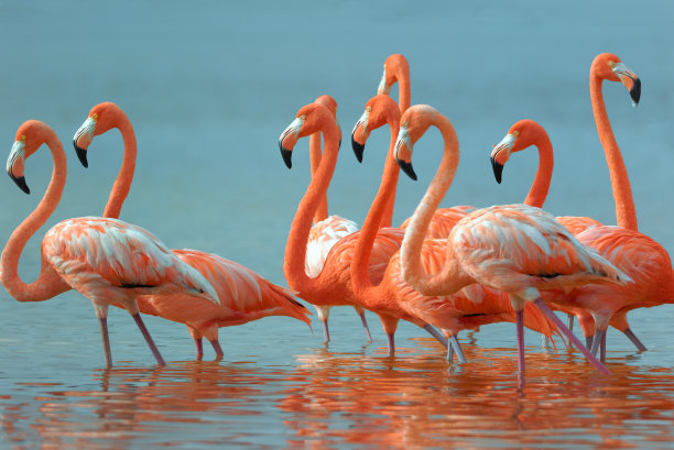 flamingo