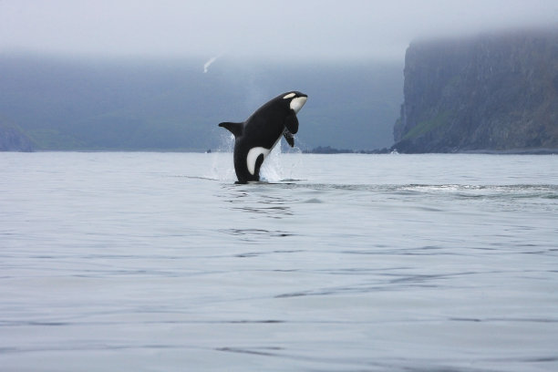 虎鲸跳跃