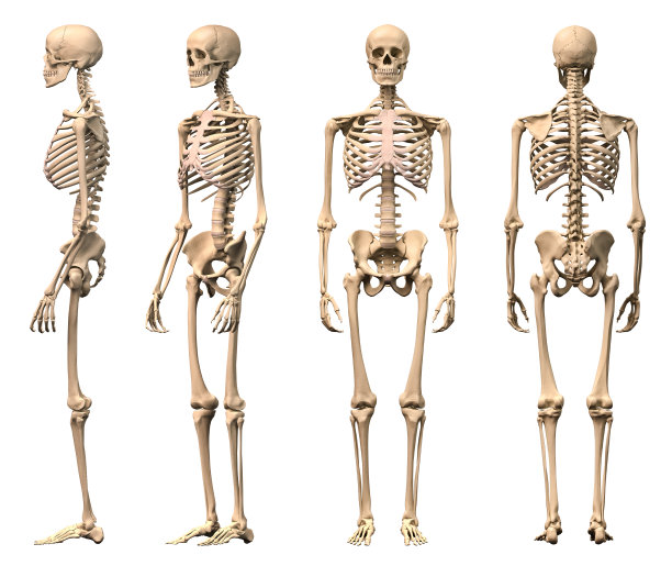 bone