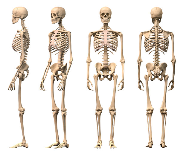 骨架骨头骨骼