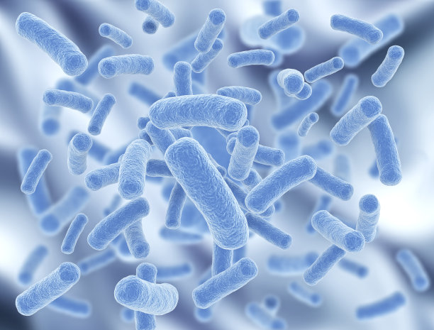 bacteria