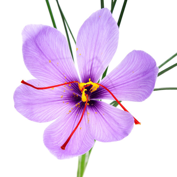 藏红花