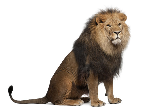 lions