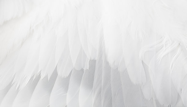 wings