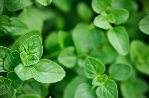 oregano
