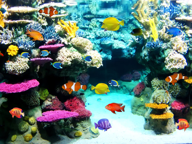 aquarium