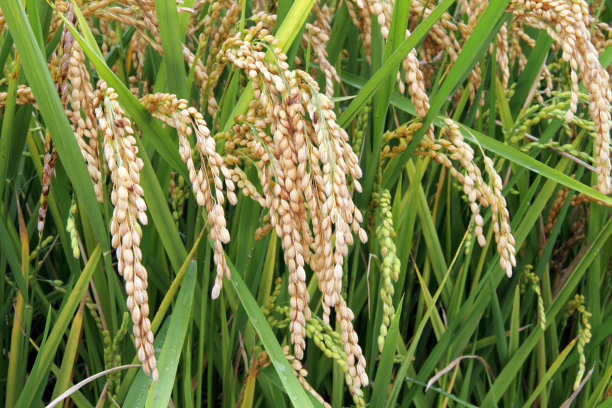 农作物,稻,栽培植物