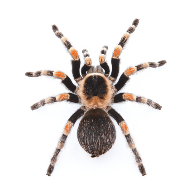 araneae