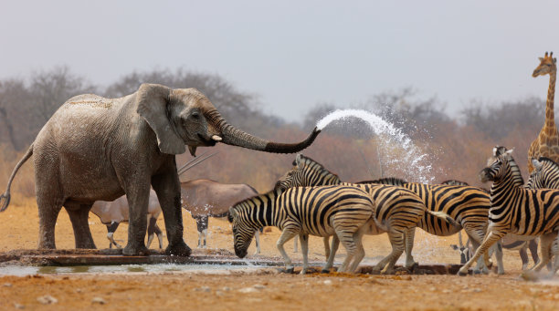 zebra