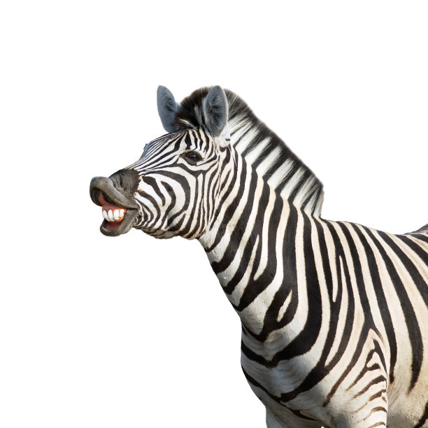 zebra