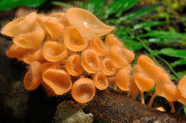 cortinarius