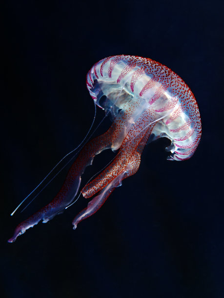 jellyfish