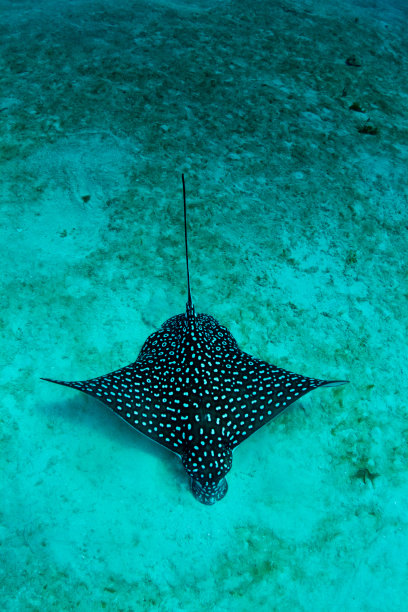 stingray