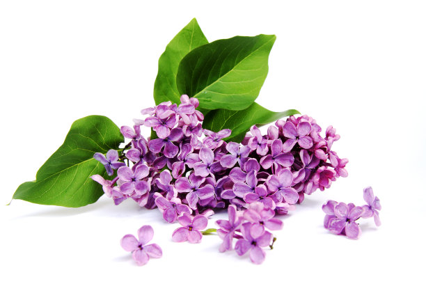 lilac