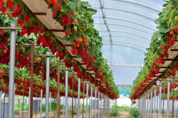 greenhouse
