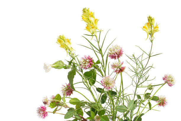 wildflower