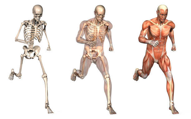 skeleton