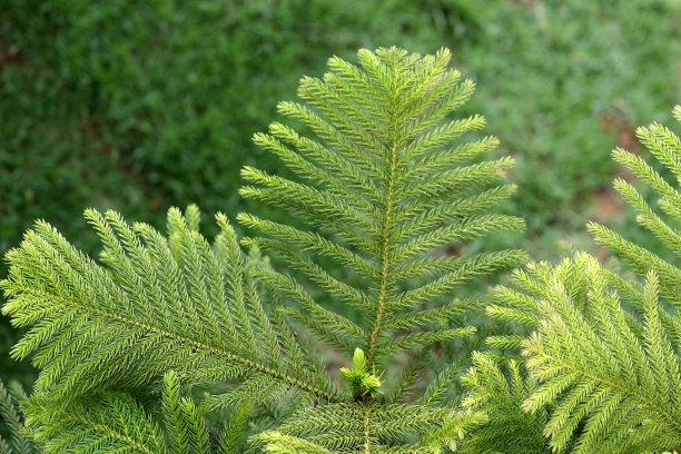 植物矮树