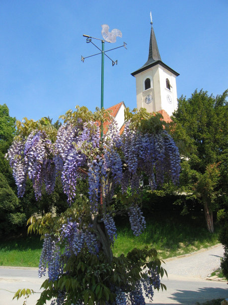 村庄的紫藤花