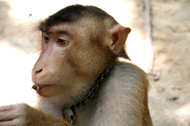 monkey-nut