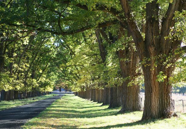 elm