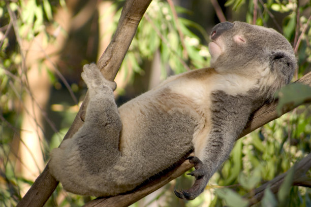 koala