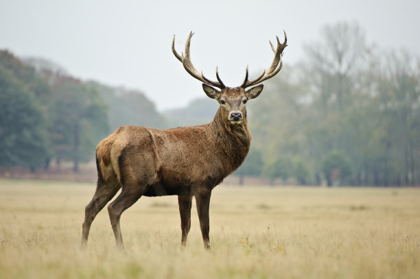 deer