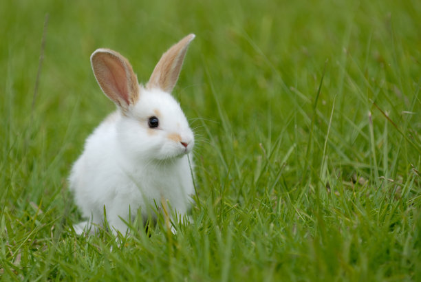 bunny