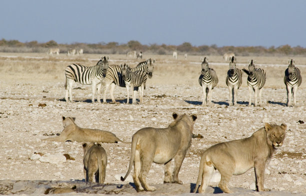 zebra
