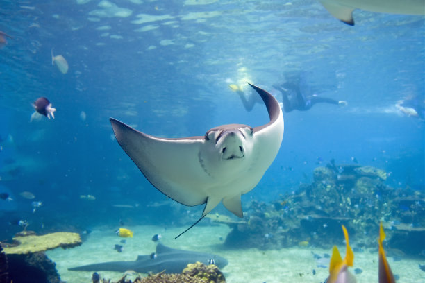 stingray