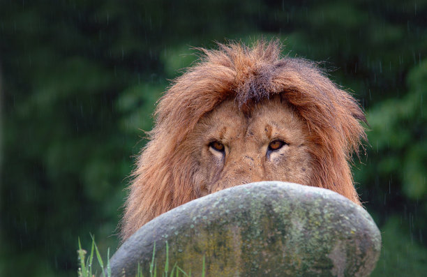 雨中石狮
