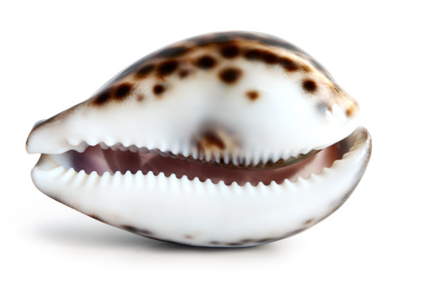 mollusk
