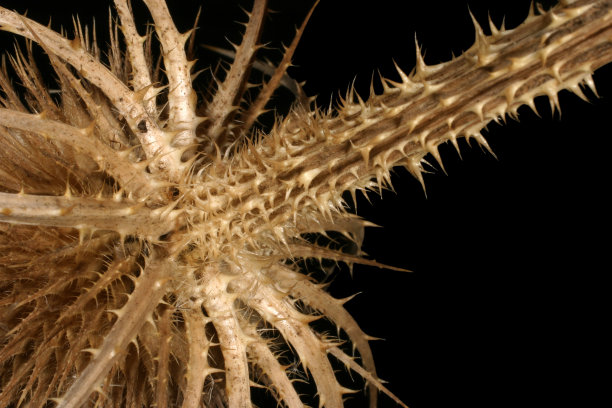 prickly