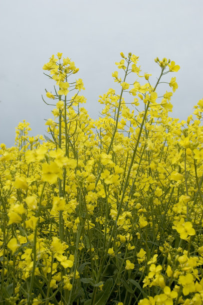 农作物,农业,田地