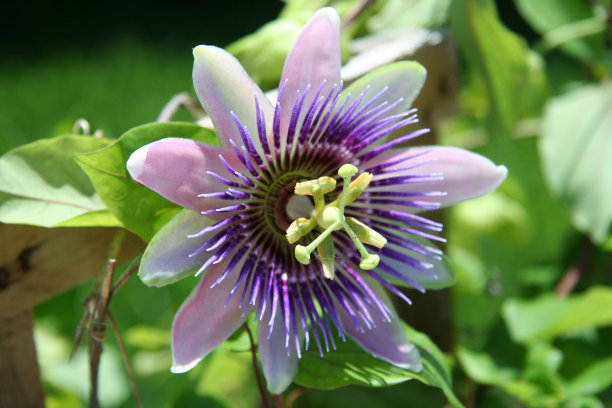 passiflora
