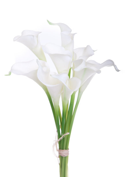 zantedeschia