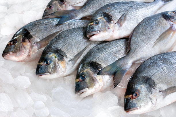 fish