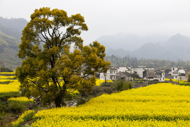 皖南油菜花风光