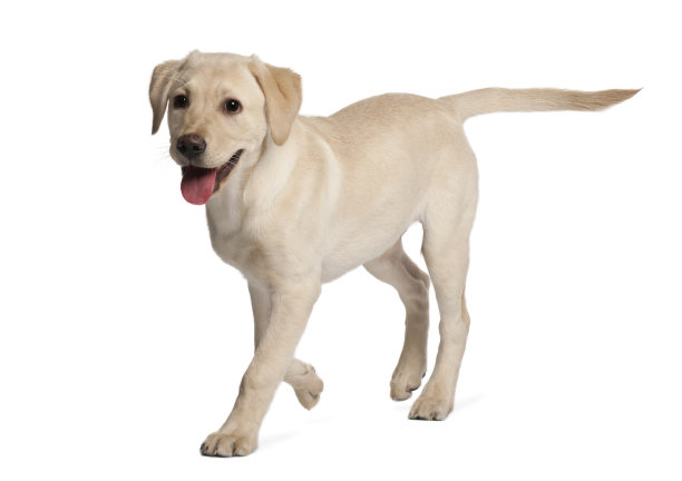 labrador