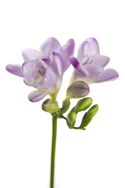 freesia