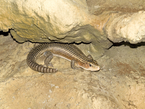 reptilia