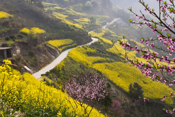 皖南油菜花风光