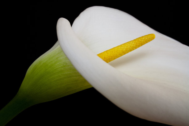 stamens