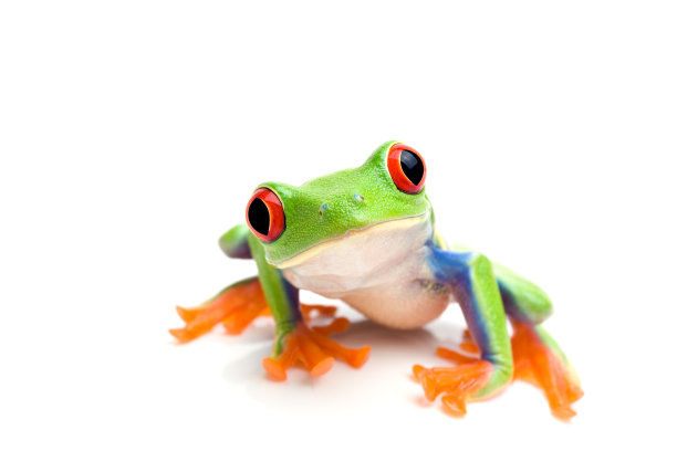 frog