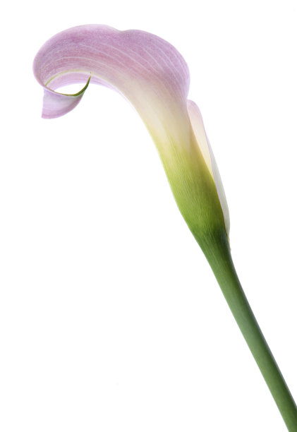zantedeschia