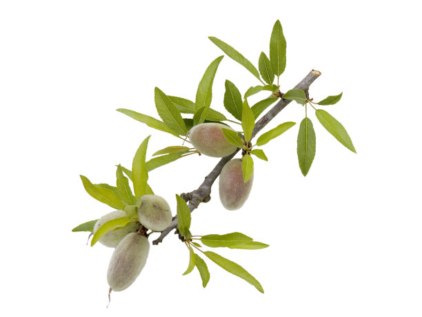 almonds